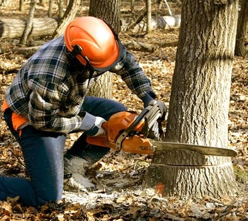 Tree Removal in Dundee, MI